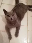 Motanel de rasa British Shorthair, Blue - Miniatura 4