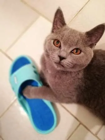 Motanel de rasa British Shorthair, Blue - Imaginea 5