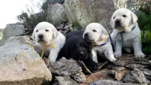 Pui labrador cu pedigree tip A