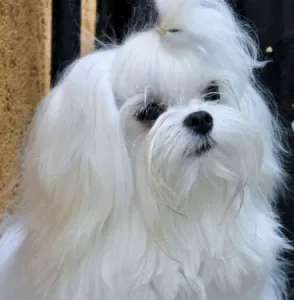 Pui bichon maltez de vanzare cu pedigree tipA