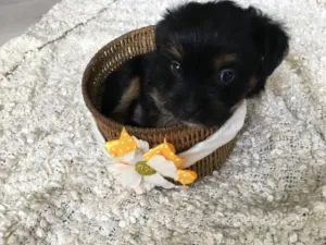 Vand pui Yorkshire Terrier Mini Toy