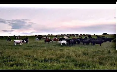 Angajam ingrijitori animale Ferma Sibiu - Imaginea 1