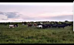 Angajam ingrijitori animale Ferma Sibiu - Miniatura 1
