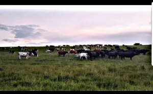 Angajam ingrijitori animale Ferma Sibiu