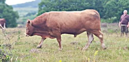 Angajam ingrijitori animale Ferma Sibiu - Imaginea 2