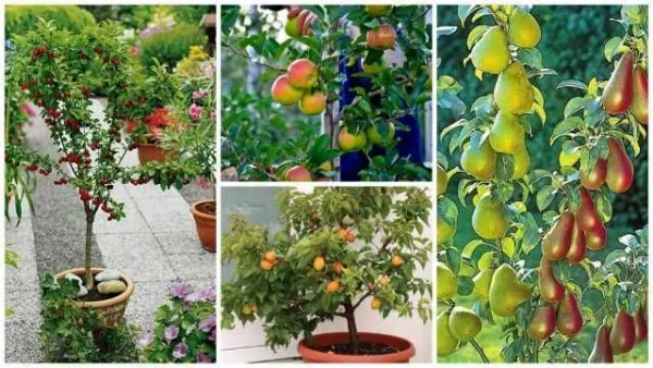Pomi fructiferi pitici si columnari, meri, peri. - 20+ 10 gratis anul 3 - Imaginea 1