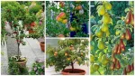 Pomi fructiferi pitici si columnari, meri, peri. - 20+ 10 gratis anul 3 - Miniatura 1