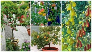 Pomi fructiferi pitici si columnari, meri, peri. - 20+ 10 gratis anul 3