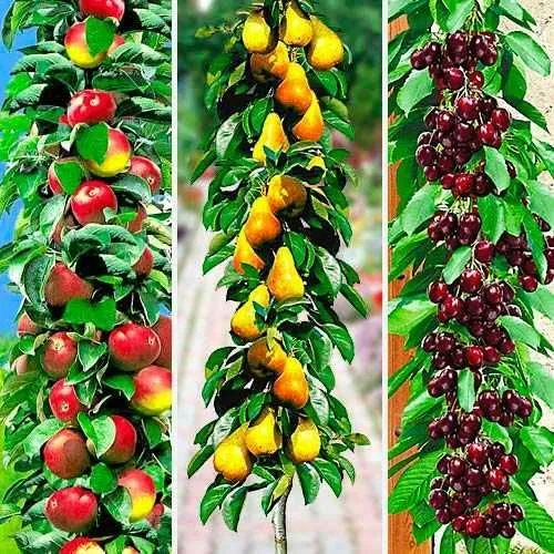 Pomi fructiferi pitici si columnari, meri, peri. - 20+ 10 gratis anul 3 - Imaginea 2