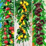 Pomi fructiferi pitici si columnari, meri, peri. - 20+ 10 gratis anul 3 - Miniatura 2