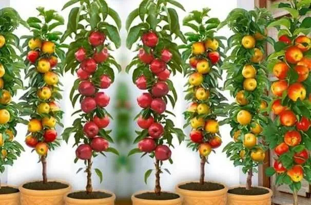 Pomi fructiferi pitici si columnari, meri, peri. - 20+ 10 gratis anul 3 - Imaginea 3