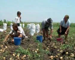 Agricultura - Germania - Imaginea 2