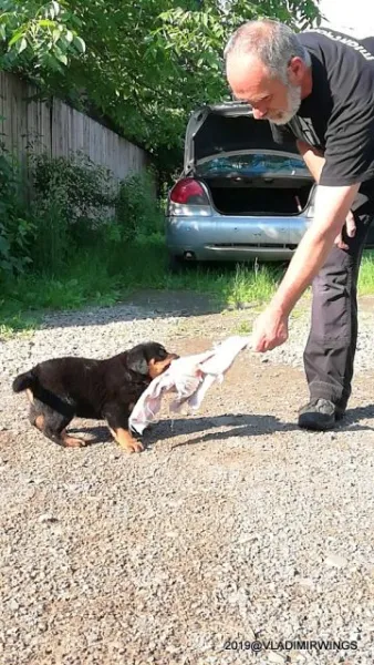 Catei Rottweilers de vanzare - Imaginea 1