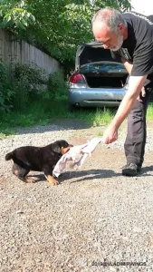 Catei Rottweilers de vanzare