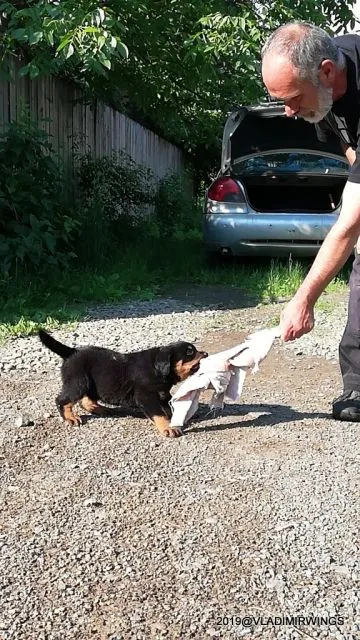 Catei Rottweilers de vanzare - Imaginea 2