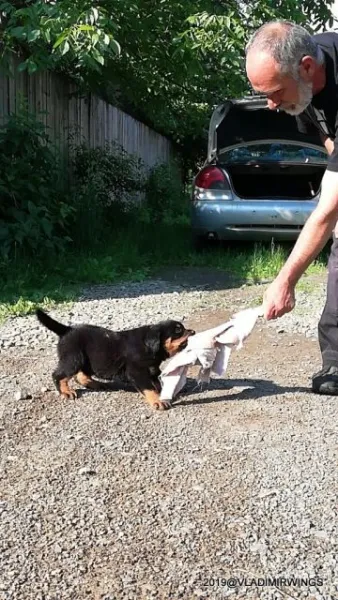 Catei Rottweilers de vanzare - Imaginea 2