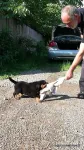 Catei Rottweilers de vanzare - Miniatura 2