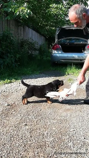 Catei Rottweilers de vanzare - Imaginea 3