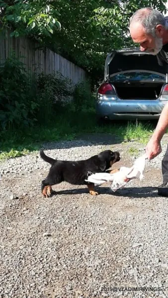 Catei Rottweilers de vanzare - Imaginea 3