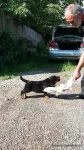 Catei Rottweilers de vanzare - Miniatura 3