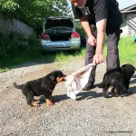 Catei Rottweilers de vanzare - Miniatura 4