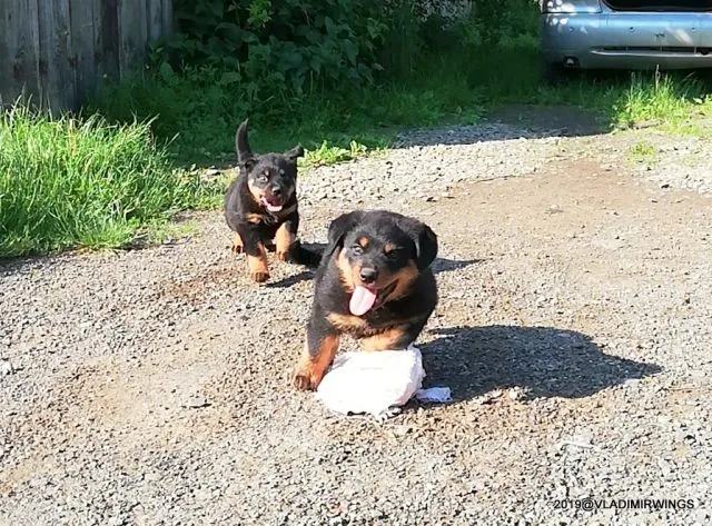 Catei Rottweilers de vanzare - Imaginea 5