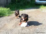 Catei Rottweilers de vanzare - Miniatura 5