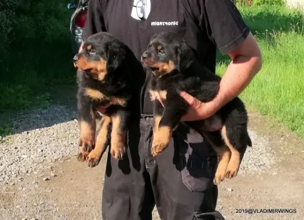 Catei Rottweilers de vanzare - Imaginea 6