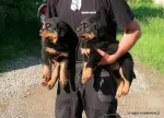 Catei Rottweilers de vanzare - Miniatura 6