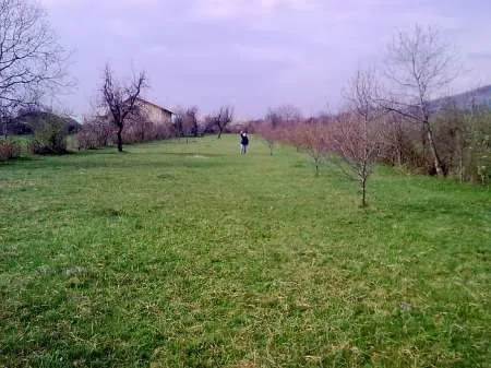 Livada linistita 3000mp BANESTI PRAHOVA ( construibil, 2 iesiri, intravilan, utilitati) - Imaginea 3