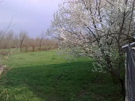 Livada linistita 3000mp BANESTI PRAHOVA ( construibil, 2 iesiri, intravilan, utilitati) - Imaginea 4