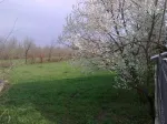 Livada linistita 3000mp BANESTI PRAHOVA ( construibil, 2 iesiri, intravilan, utilitati) - Miniatura 4