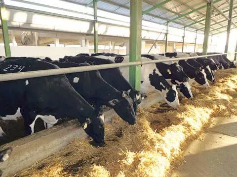 Plecari rapide Ferme de Vaci 1000 - Imaginea 1