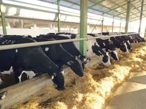 Plecari rapide Ferme de Vaci 1000