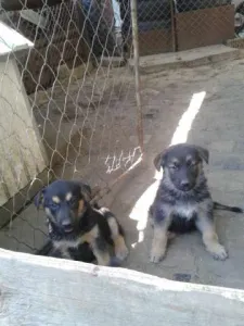 Vand urgent pui (fetite) metis lup