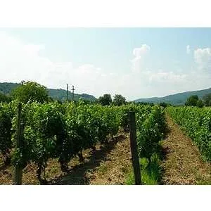 Vand vie intravilan 12 Ar ( 1200 mp) - Imaginea 1