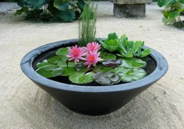 Pui flori lotus diverse culori - floare nufar plante rare - Imaginea 1