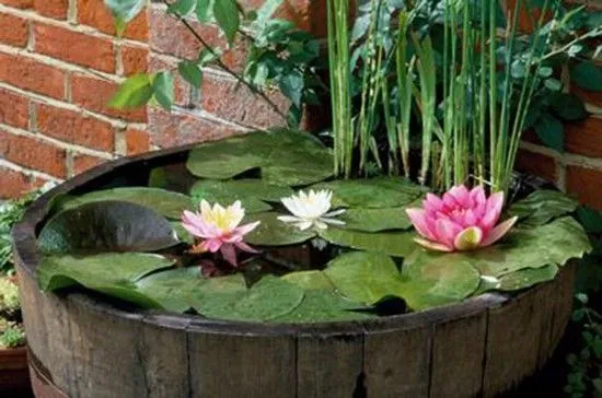 Pui flori lotus diverse culori - floare nufar plante rare - Imaginea 2