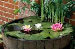 Pui flori lotus diverse culori - floare nufar plante rare - Miniatura 2