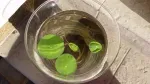 Pui flori lotus diverse culori - floare nufar plante rare - Miniatura 4