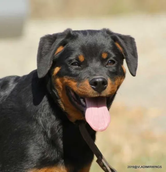 Rottweiler Caini, Talie Mare, Parinti arbitrati - Imaginea 1