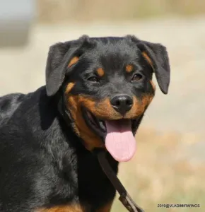 Rottweiler Caini, Talie Mare, Parinti arbitrati