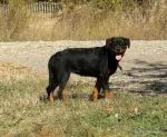 Rottweiler Caini, Talie Mare, Parinti arbitrati - Miniatura 2