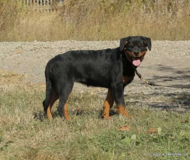 Rottweiler Caini, Talie Mare, Parinti arbitrati - Imaginea 3