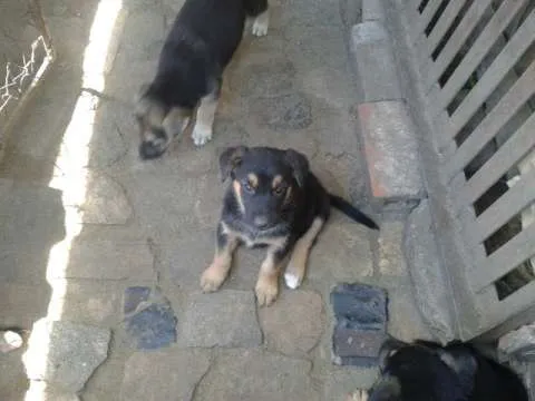 Vand urgent pui (fetite) metis lup - Imaginea 2