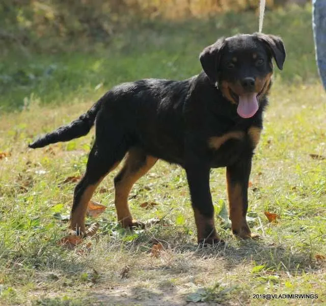 Rottweiler Caini, Talie Mare, Parinti arbitrati - Imaginea 4