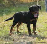 Rottweiler Caini, Talie Mare, Parinti arbitrati - Miniatura 4
