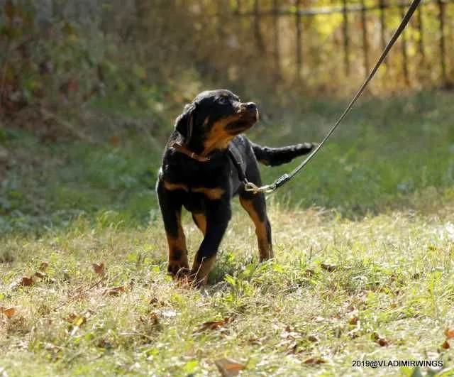Rottweiler Caini, Talie Mare, Parinti arbitrati - Imaginea 5