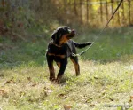 Rottweiler Caini, Talie Mare, Parinti arbitrati - Miniatura 5
