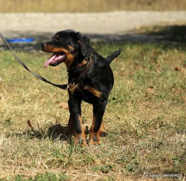 Rottweiler Caini, Talie Mare, Parinti arbitrati - Imaginea 6